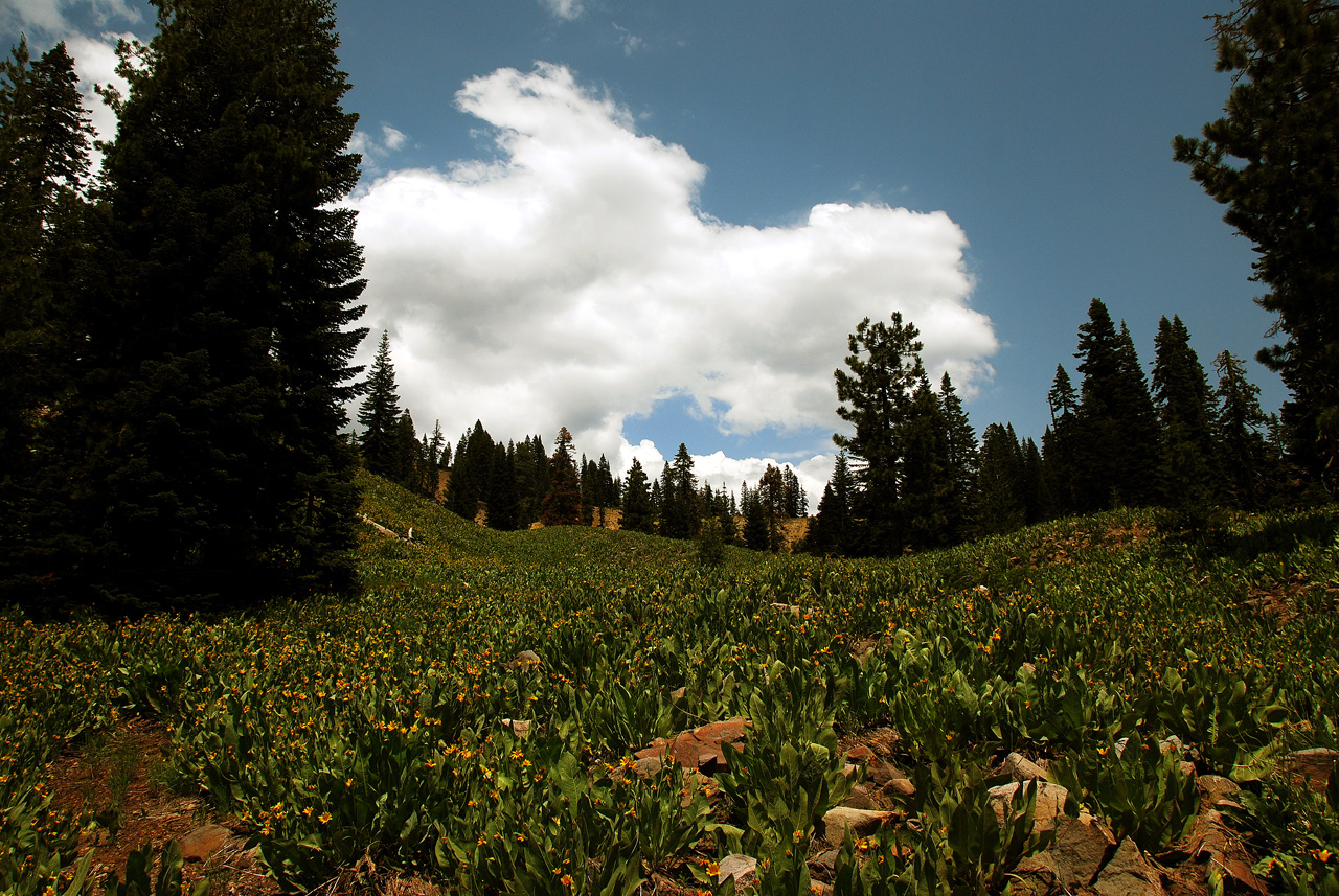 2013-07-02, 006, Mill Creek Falls Trail, CA