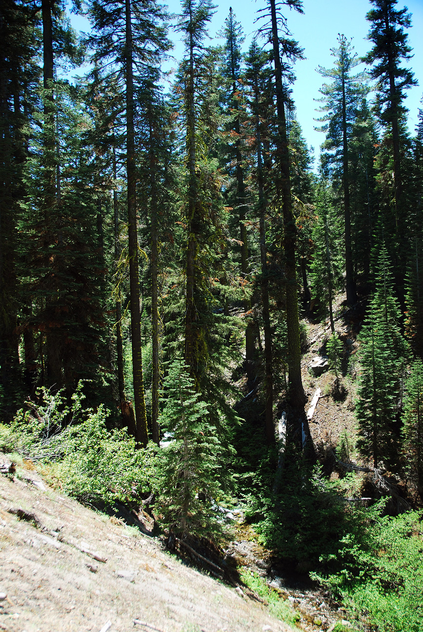 2013-06-30, 003, Paradise Meadow, CA