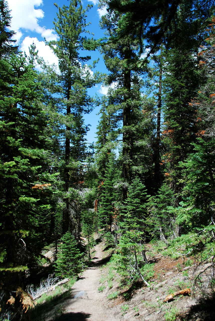 2013-06-30, 004, Paradise Meadow, CA