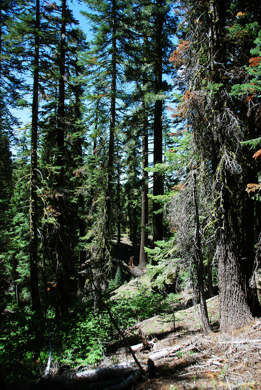 2013-06-30, 005, Paradise Meadow, CA