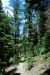 2013-06-30, 004, Paradise Meadow, CA