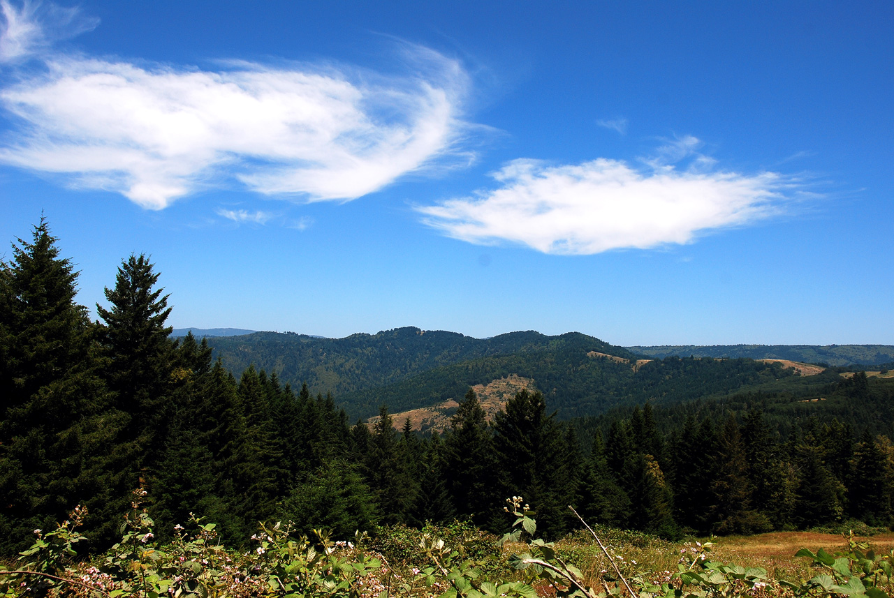 2013-07-08, 002, Along Bald Hills Rd, Redwood NP, CA
