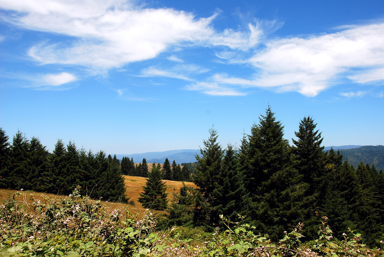 2013-07-08, 003, Along Bald Hills Rd, Redwood NP, CA