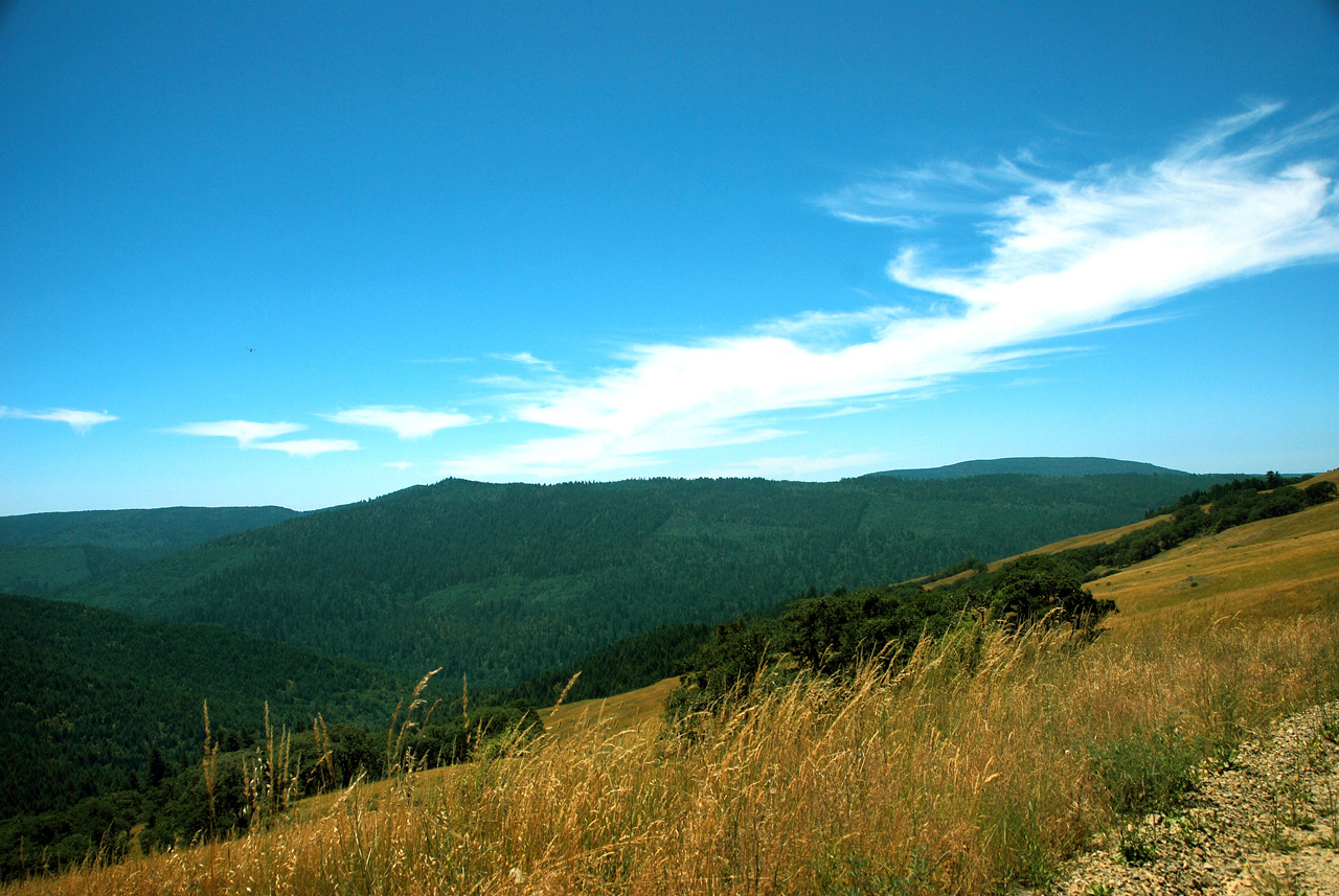 2013-07-08, 010, Along Bald Hills Rd, Redwood NP, CA