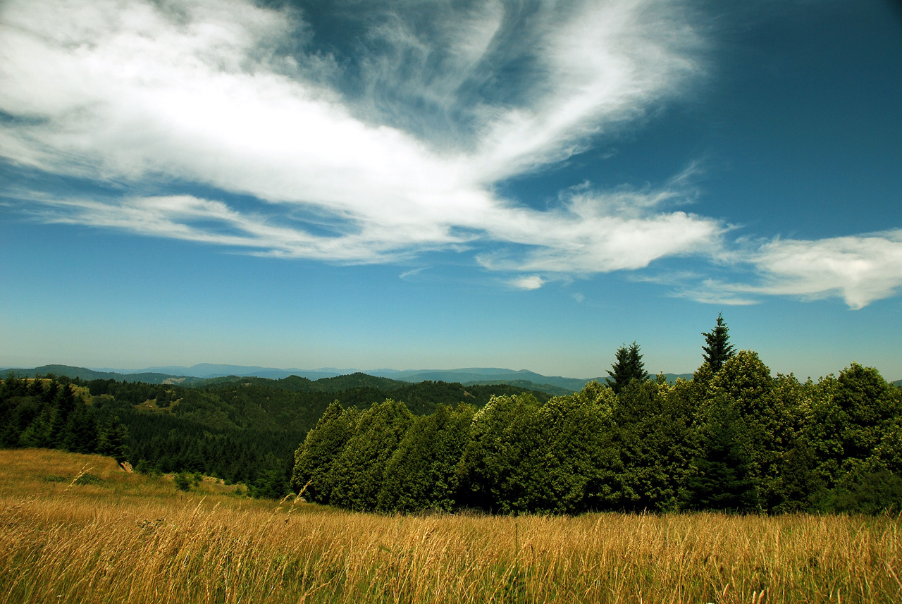 2013-07-08, 017, Along Bald Hills Rd, Redwood NP, CA