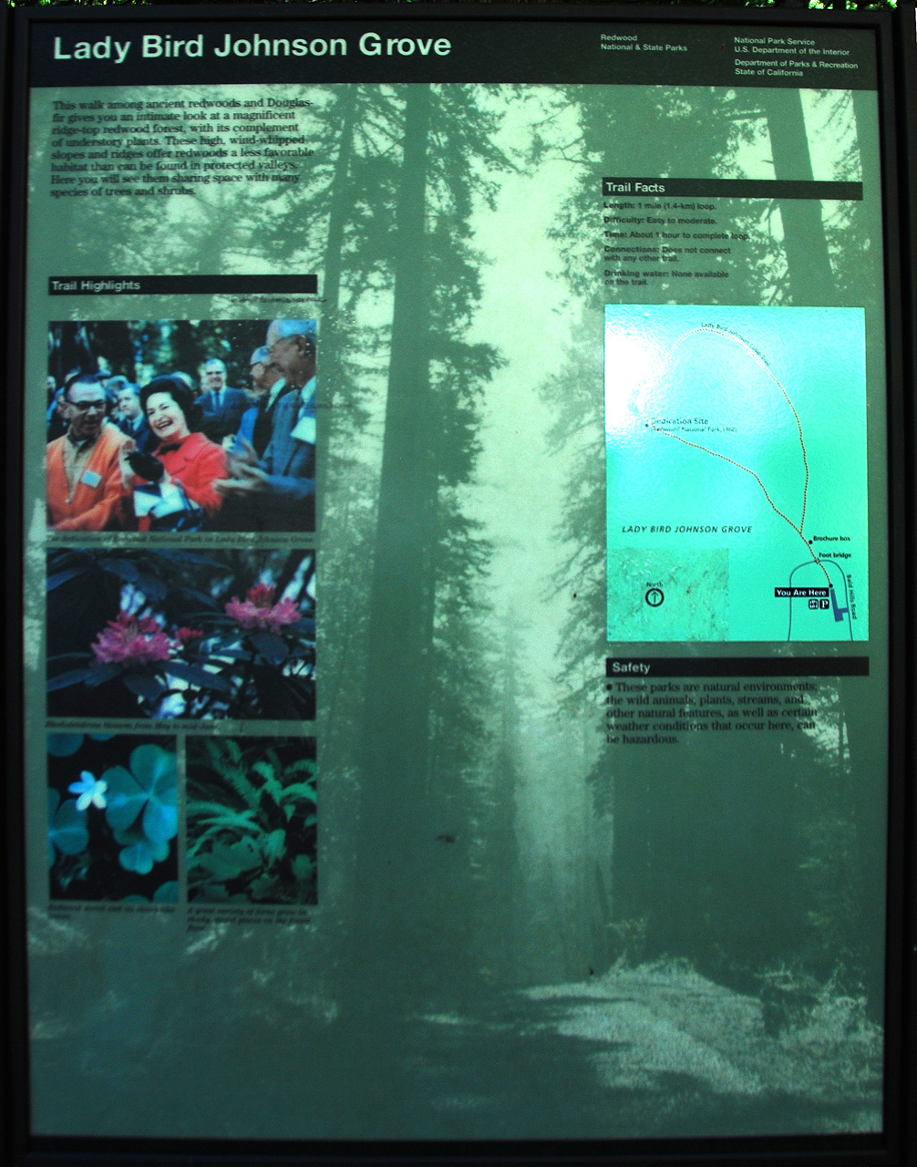 2013-07-06, 001, Lady B Johnson Grove, Redwood NP, CA
