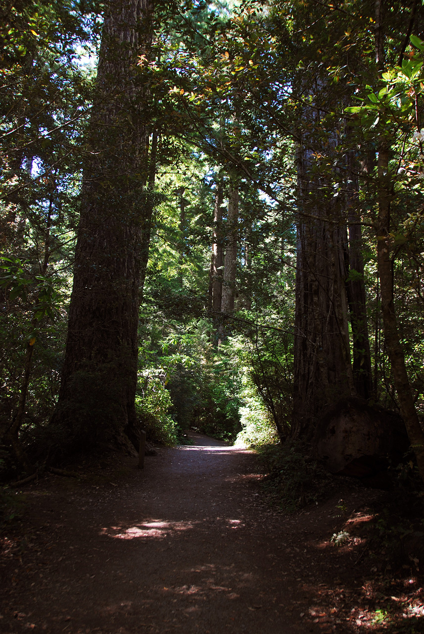 2013-07-06, 002, Lady B Johnson Grove, Redwood NP, CA