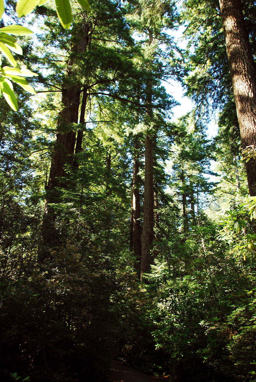 2013-07-06, 003, Lady B Johnson Grove, Redwood NP, CA
