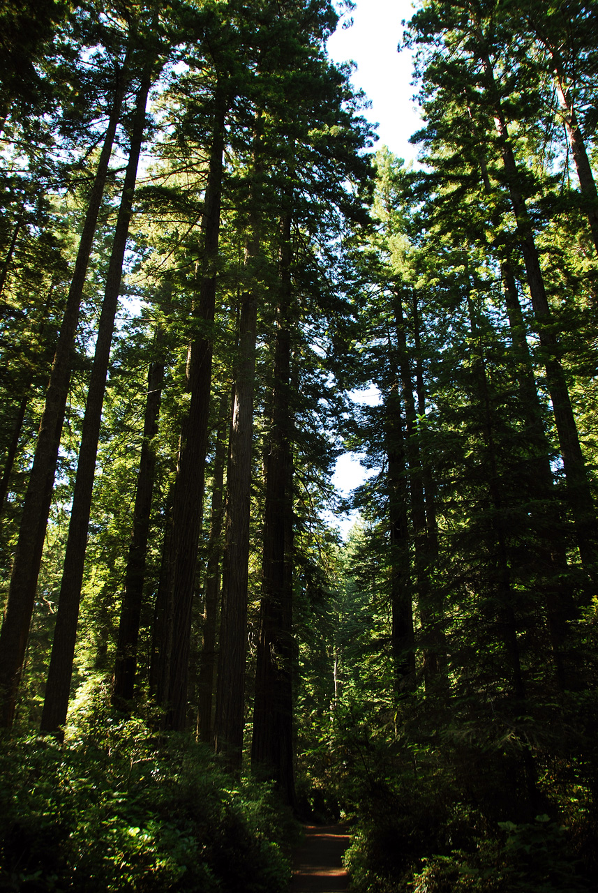 2013-07-06, 004, Lady B Johnson Grove, Redwood NP, CA