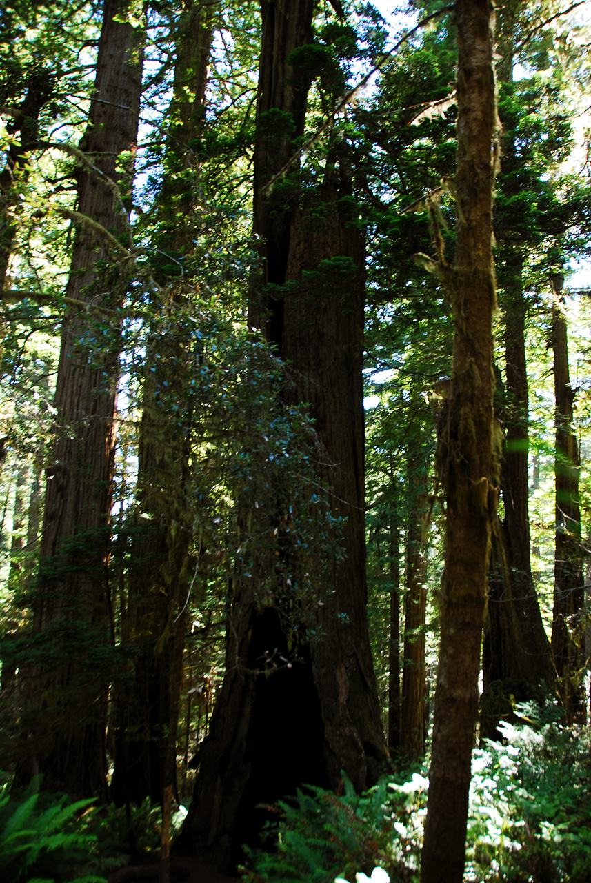 2013-07-06, 009, Lady B Johnson Grove, Redwood NP, CA