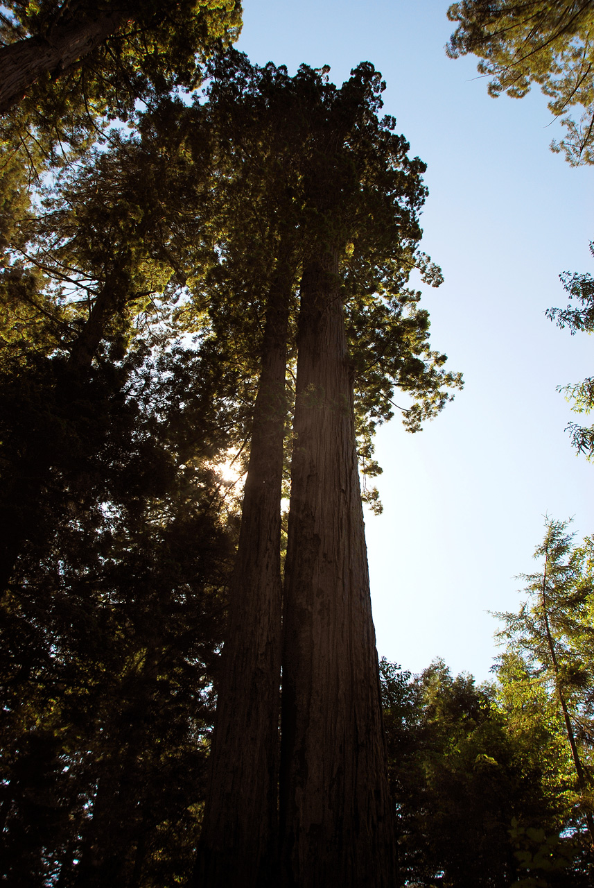 2013-07-06, 010, Lady B Johnson Grove, Redwood NP, CA