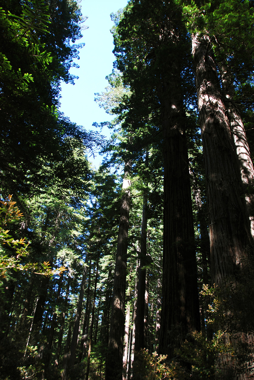 2013-07-06, 011, Lady B Johnson Grove, Redwood NP, CA