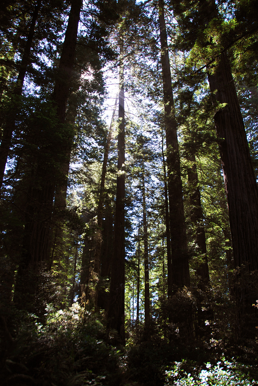 2013-07-06, 012, Lady B Johnson Grove, Redwood NP, CA