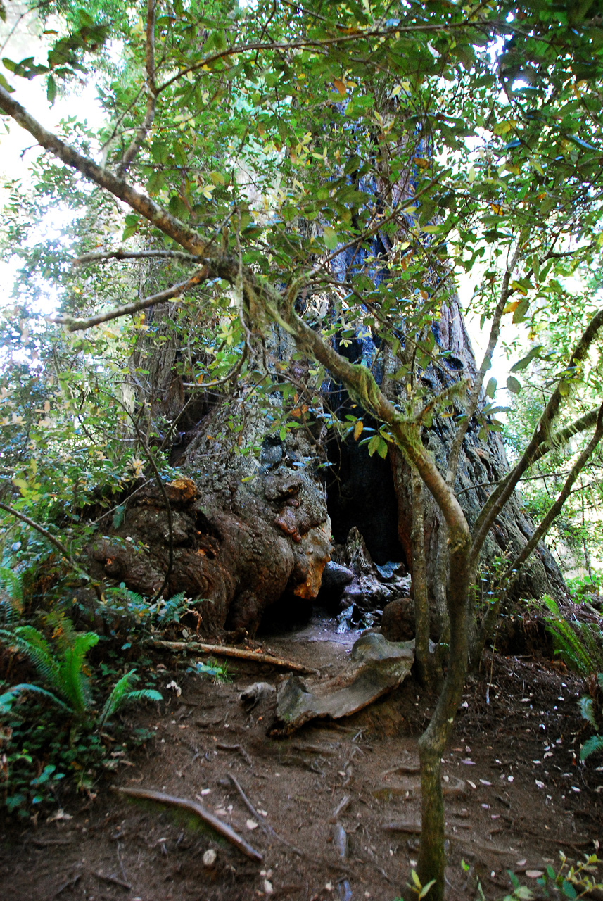 2013-07-06, 013, Lady B Johnson Grove, Redwood NP, CA
