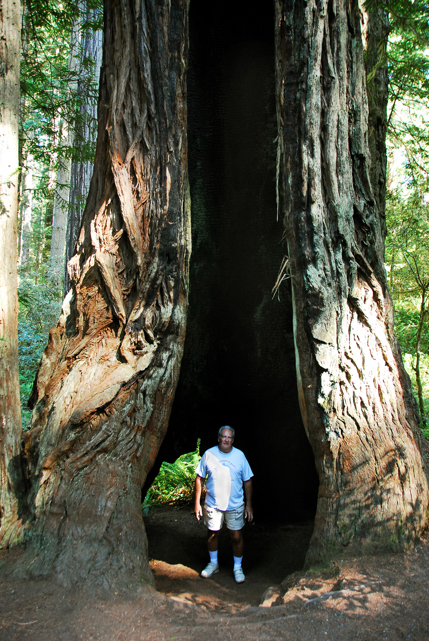 2013-07-06, 014, Lady B Johnson Grove, Redwood NP Pdf, CA