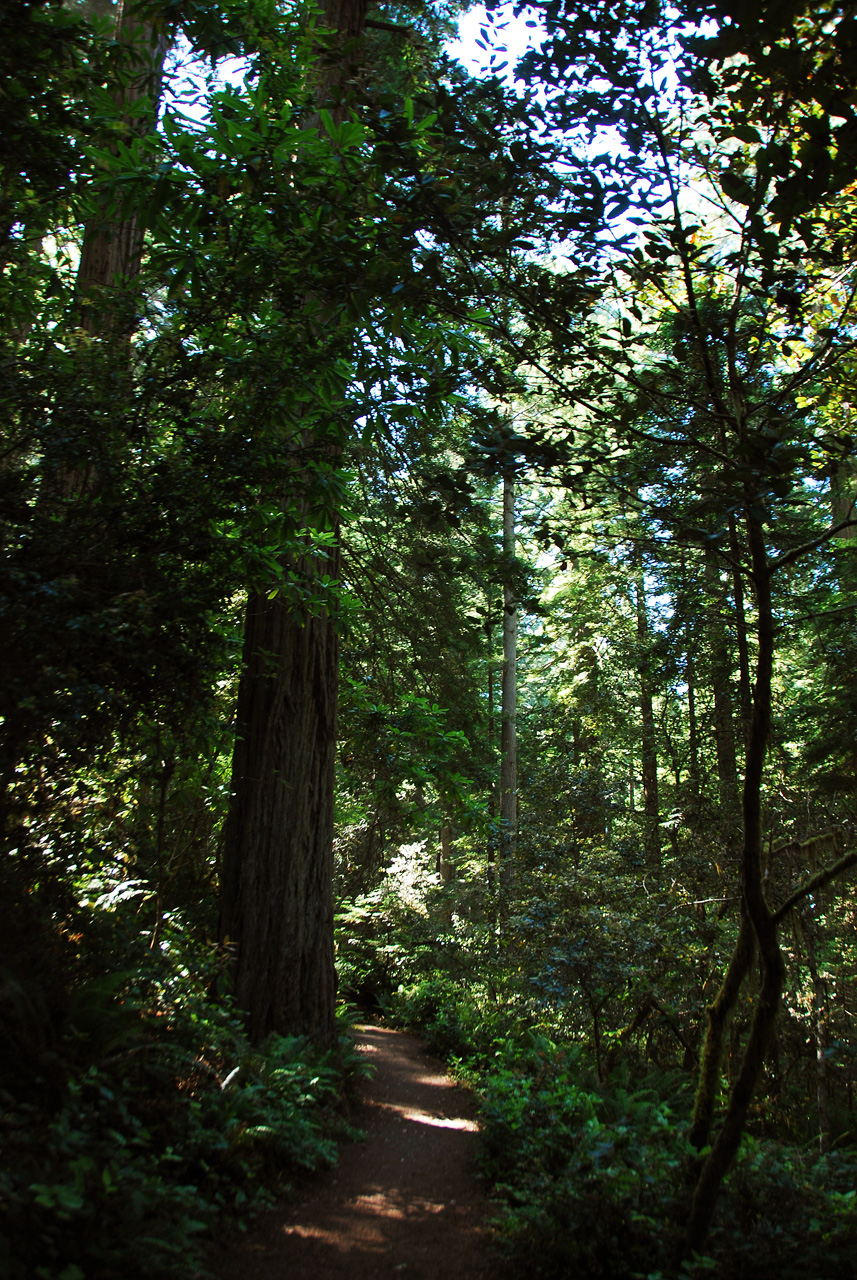 2013-07-06, 015, Lady B Johnson Grove, Redwood NP, CA