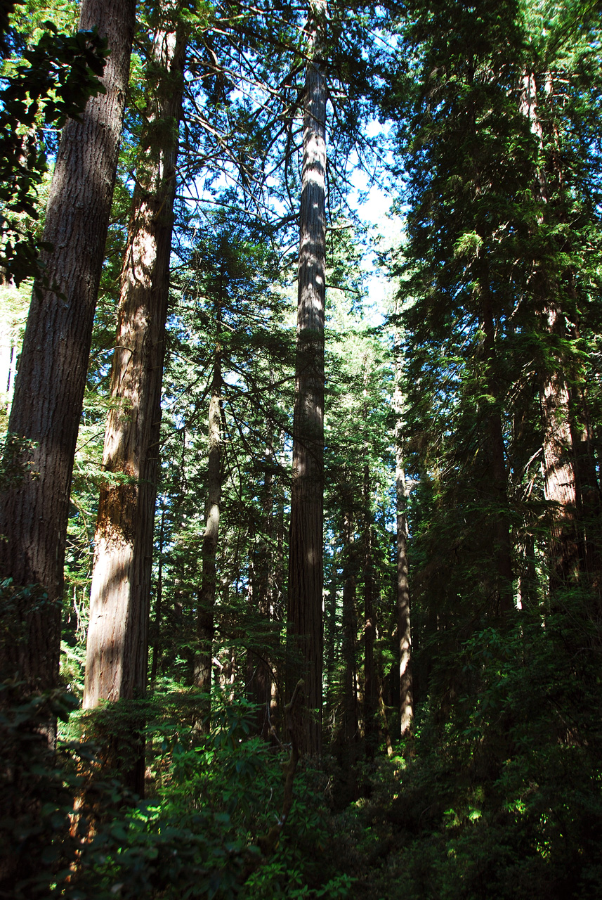 2013-07-06, 016, Lady B Johnson Grove, Redwood NP, CA