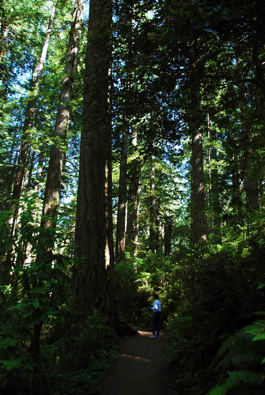 2013-07-06, 017, Lady B Johnson Grove, Redwood NP, CA