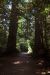 2013-07-06, 002, Lady B Johnson Grove, Redwood NP, CA