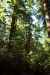 2013-07-06, 003, Lady B Johnson Grove, Redwood NP, CA