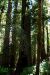 2013-07-06, 009, Lady B Johnson Grove, Redwood NP, CA