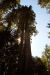 2013-07-06, 010, Lady B Johnson Grove, Redwood NP, CA