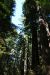 2013-07-06, 011, Lady B Johnson Grove, Redwood NP, CA