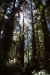 2013-07-06, 012, Lady B Johnson Grove, Redwood NP, CA