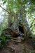 2013-07-06, 013, Lady B Johnson Grove, Redwood NP, CA