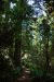 2013-07-06, 015, Lady B Johnson Grove, Redwood NP, CA