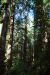 2013-07-06, 016, Lady B Johnson Grove, Redwood NP, CA