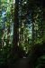 2013-07-06, 017, Lady B Johnson Grove, Redwood NP, CA