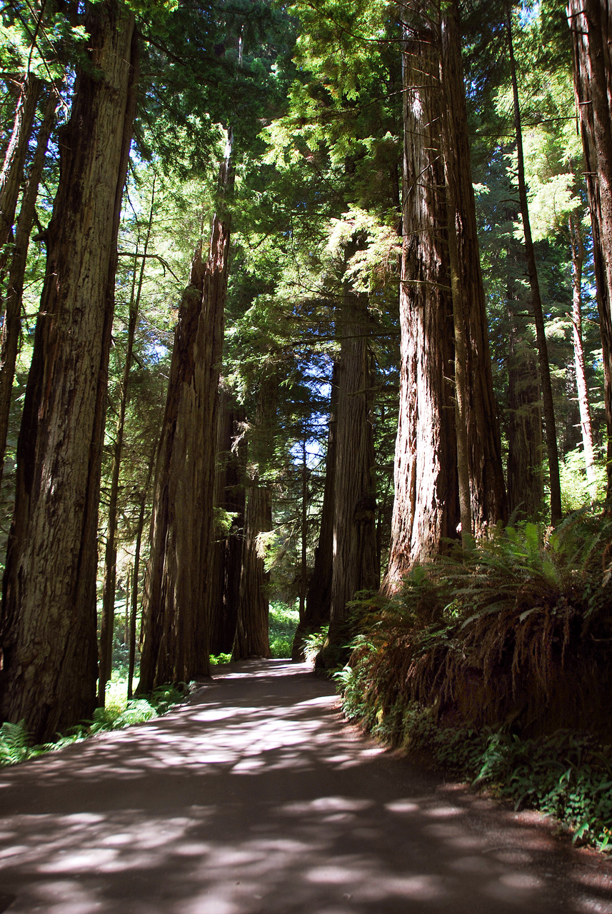 2013-07-05, 002, Road thru Jedediah Smith Redwoods SP, CA