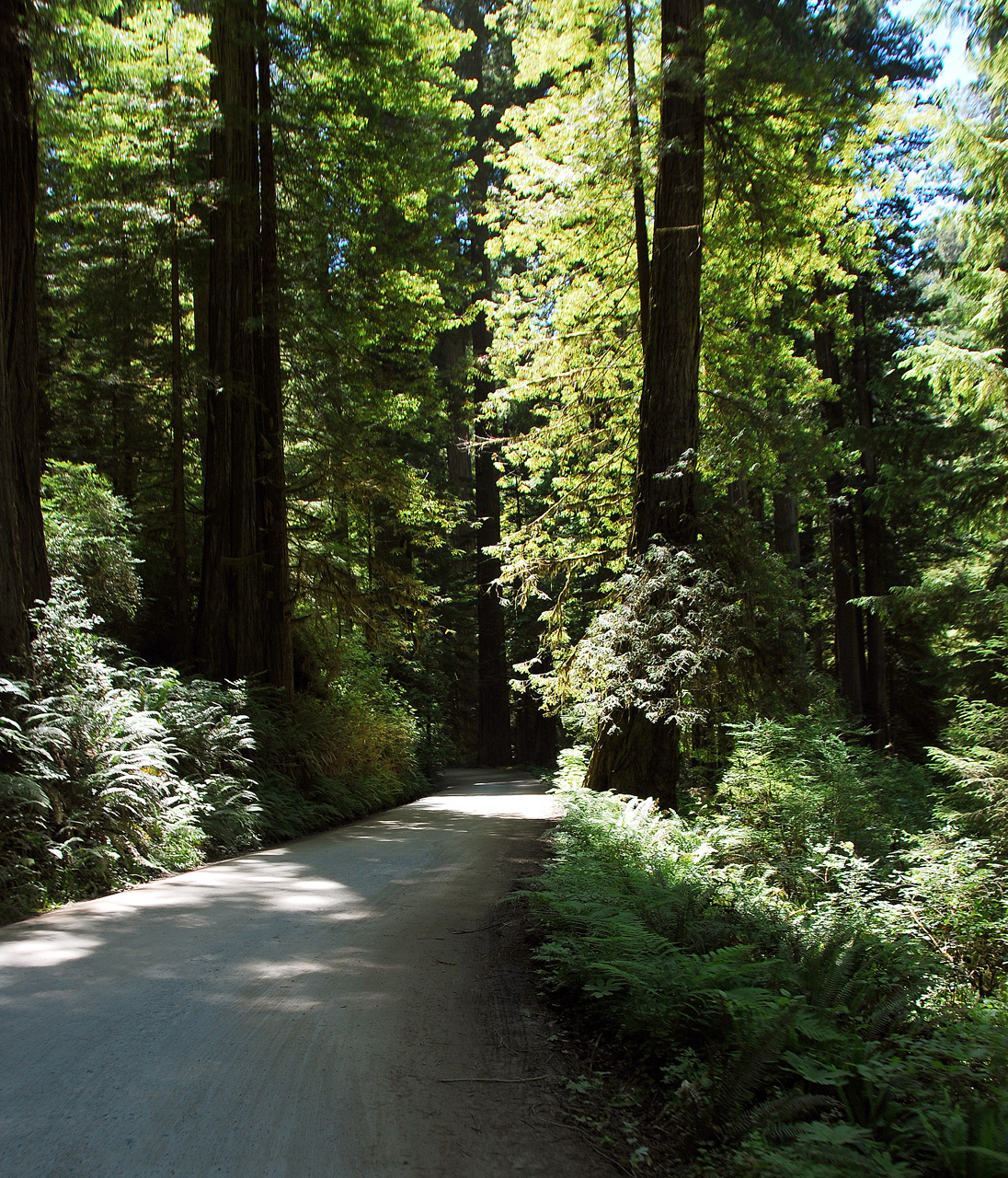 2013-07-05, 006, Road thru Jedediah Smith Redwoods SP, CA