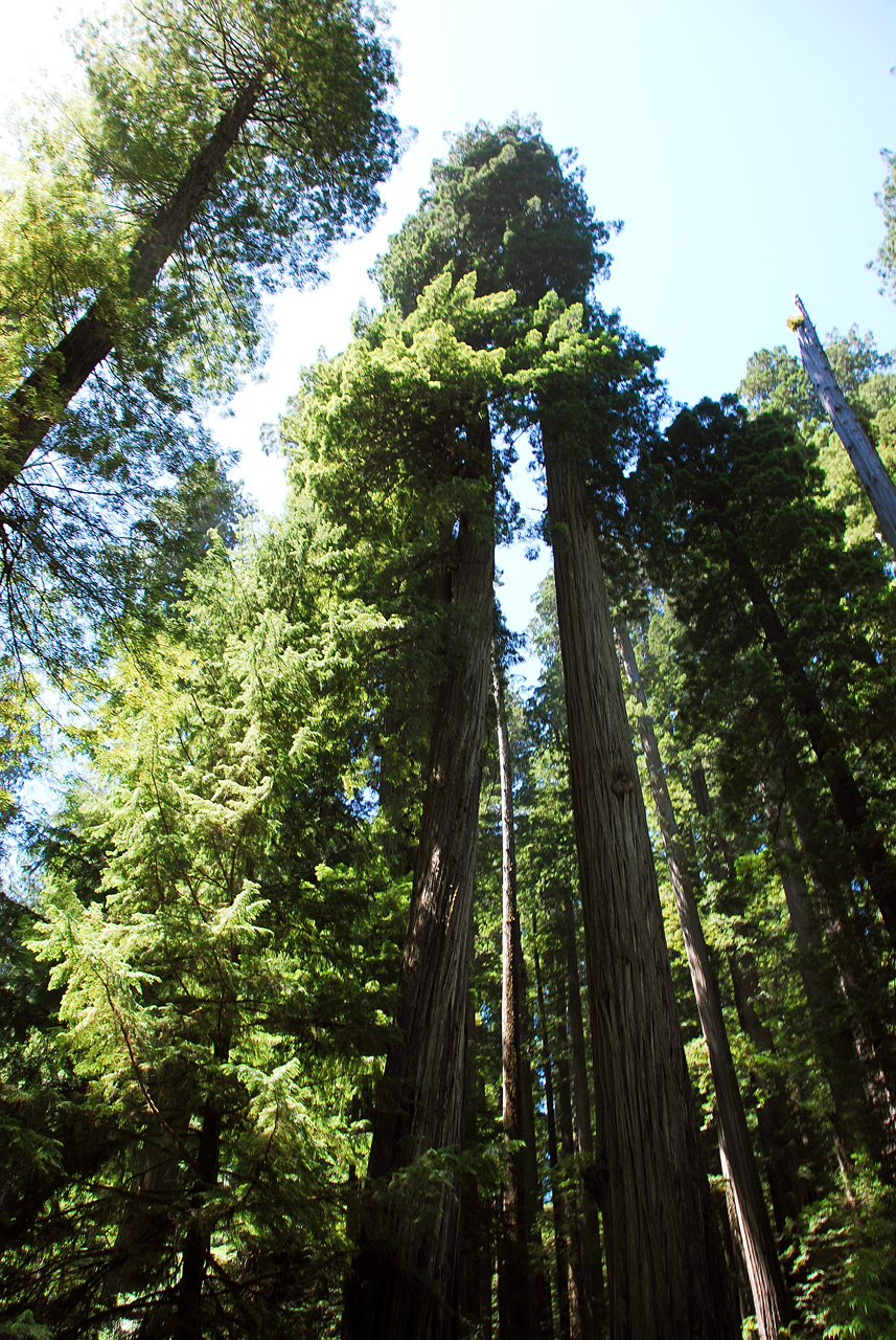 2013-07-05, 007, Road thru Jedediah Smith Redwoods SP, CA