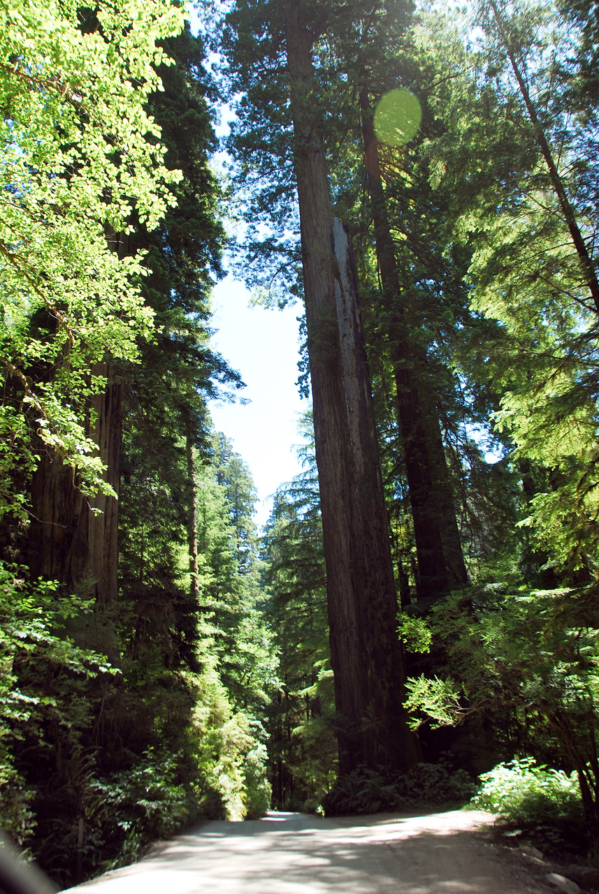 2013-07-05, 010, Road thru Jedediah Smith Redwoods SP, CA