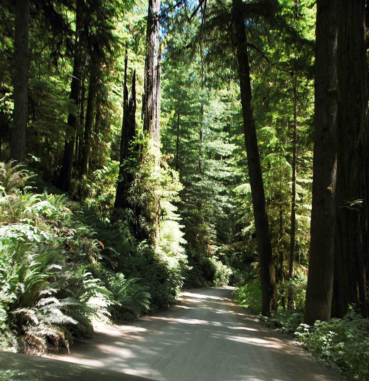2013-07-05, 011, Road thru Jedediah Smith Redwoods SP, CA