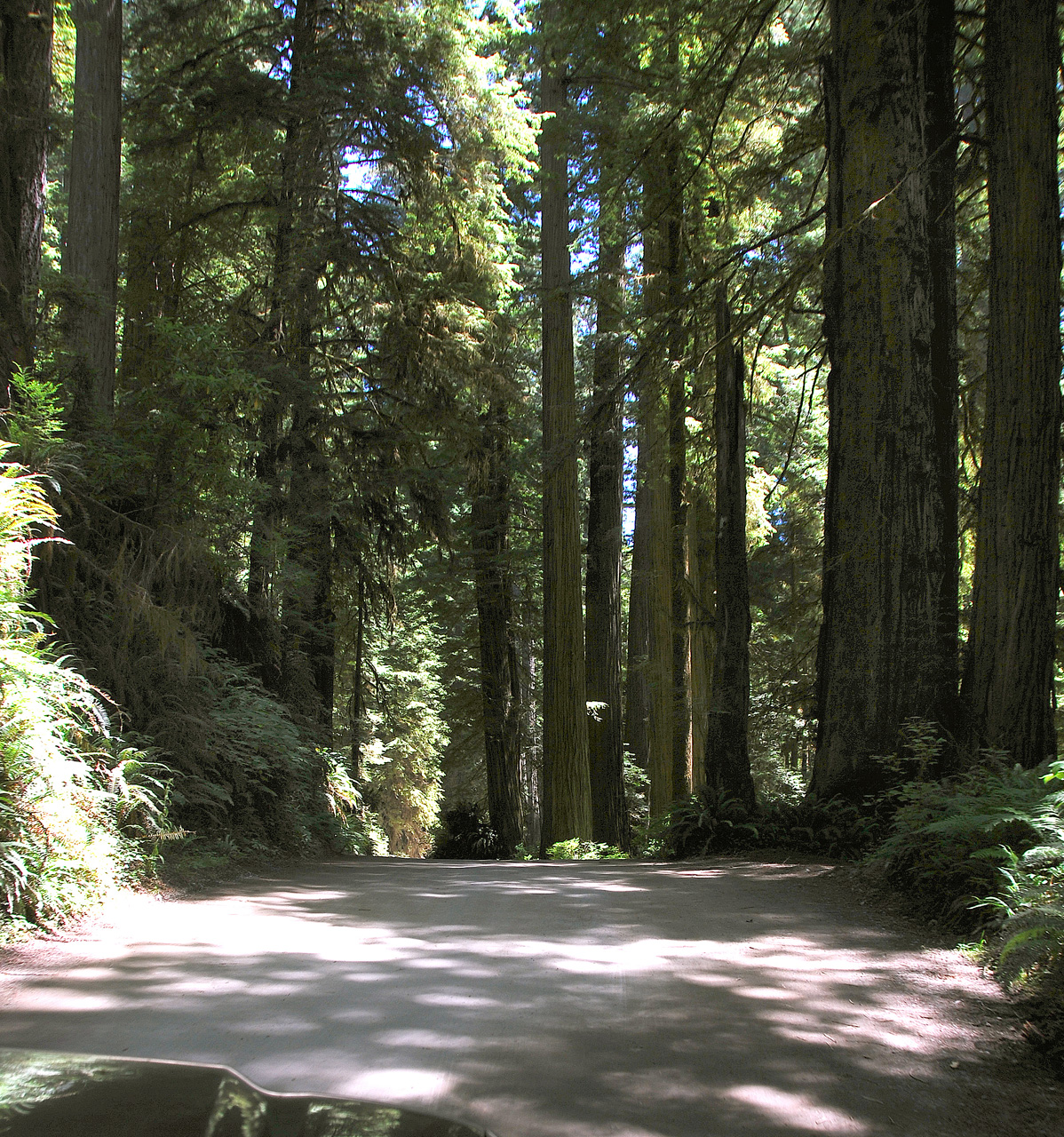 2013-07-05, 016, Road thru Jedediah Smith Redwoods SP, CA