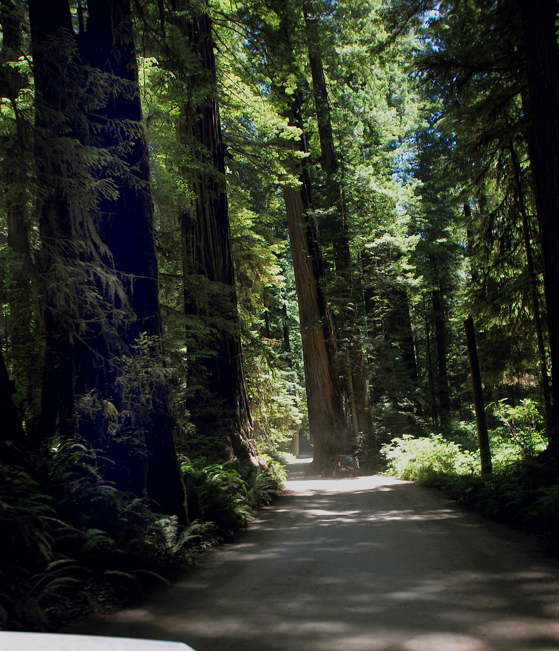 2013-07-05, 017, Road thru Jedediah Smith Redwoods SP, CA