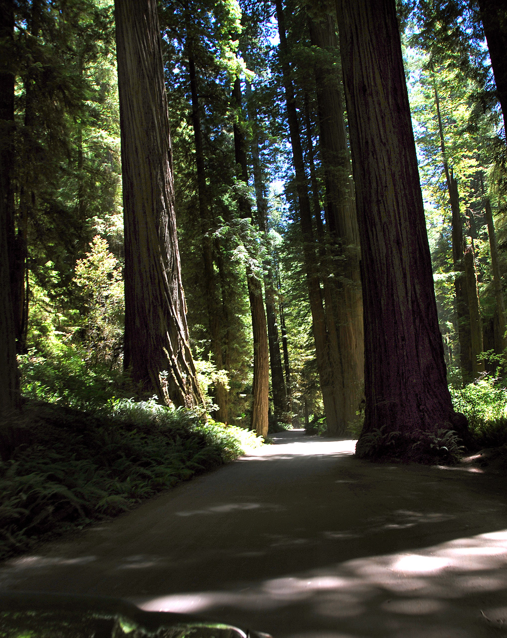 2013-07-05, 018, Road thru Jedediah Smith Redwoods SP, CA