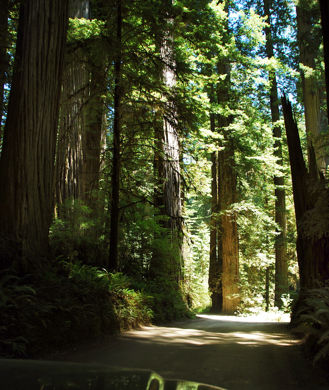 2013-07-05, 019, Road thru Jedediah Smith Redwoods SP, CA