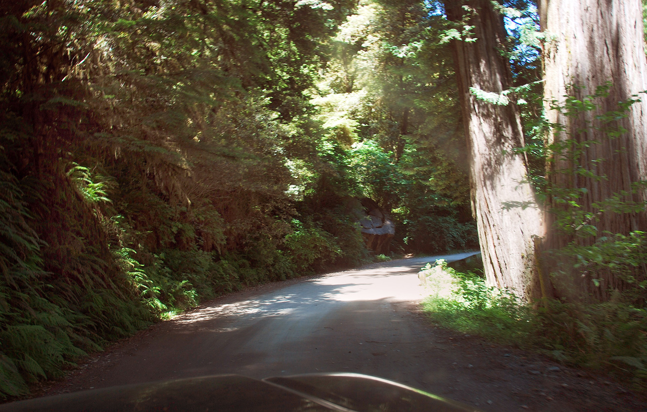 2013-07-05, 020, Road thru Jedediah Smith Redwoods SP, CA