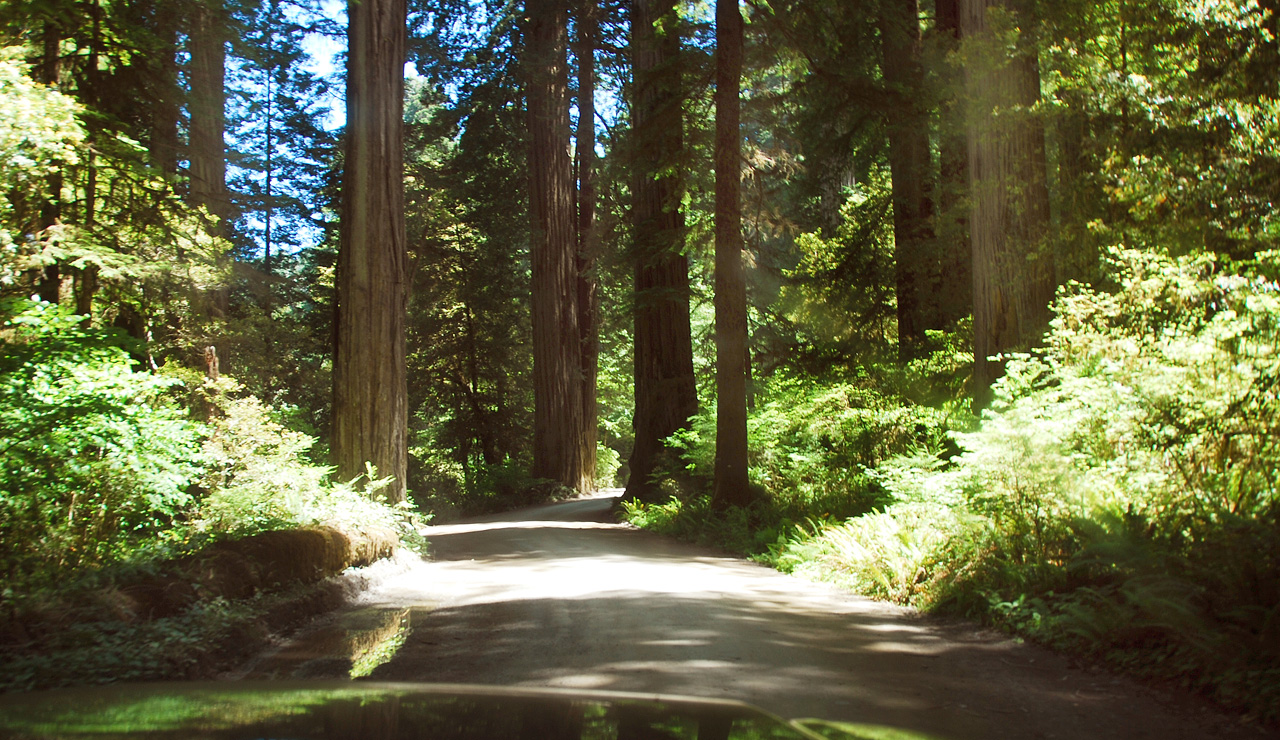 2013-07-05, 022, Road thru Jedediah Smith Redwoods SP, CA