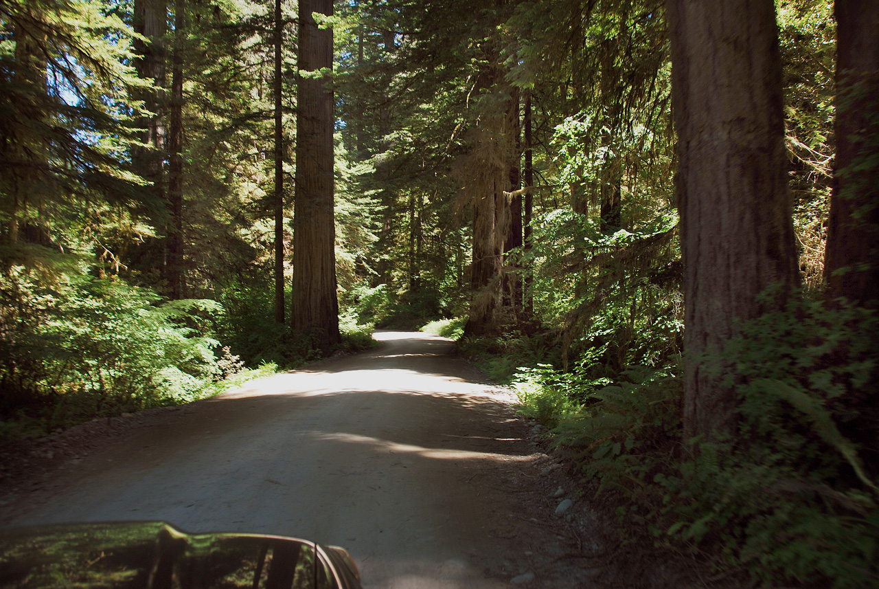 2013-07-05, 024, Road thru Jedediah Smith Redwoods SP, CA