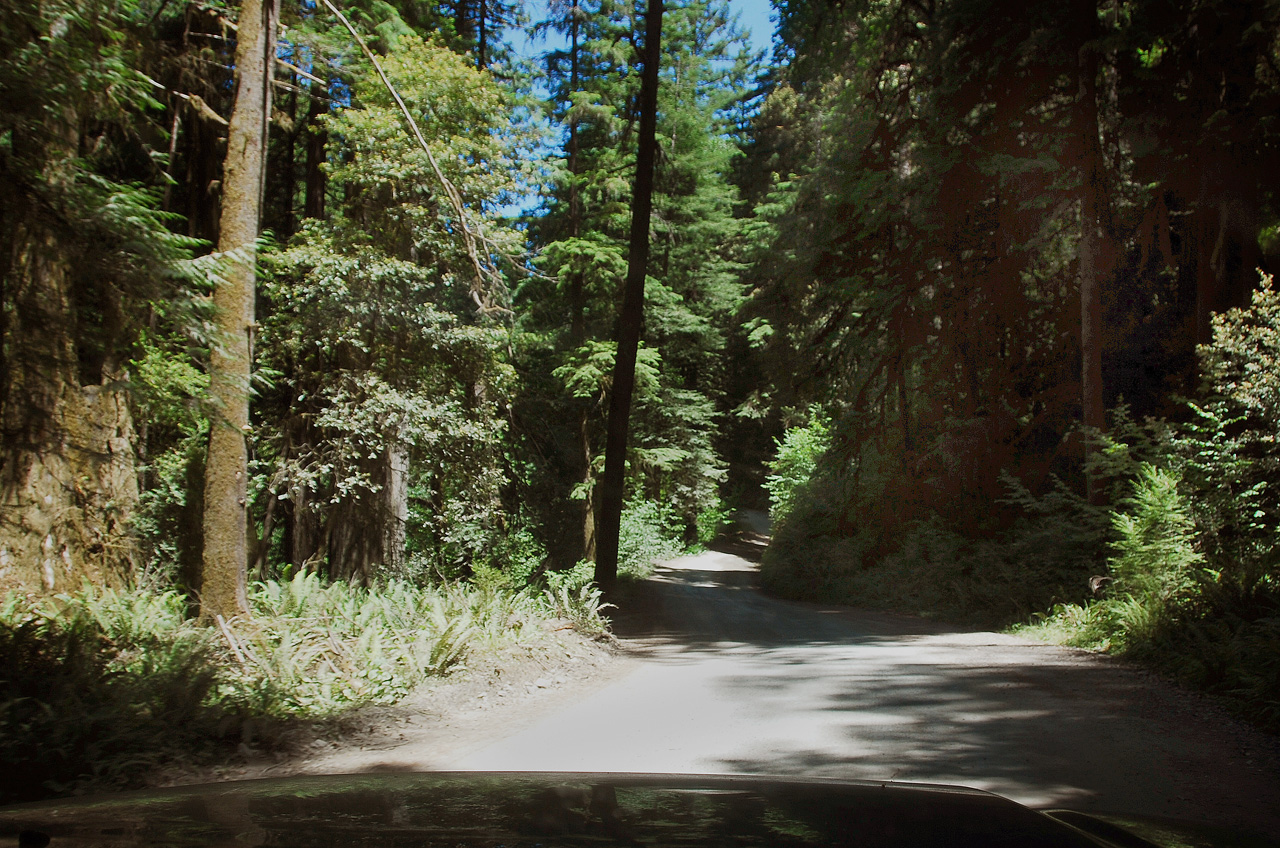 2013-07-05, 027, Road thru Jedediah Smith Redwoods SP, CA