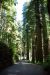 2013-07-05, 003, Road thru Jedediah Smith Redwoods SP, CA