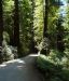 2013-07-05, 006, Road thru Jedediah Smith Redwoods SP, CA