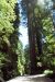 2013-07-05, 010, Road thru Jedediah Smith Redwoods SP, CA