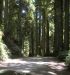 2013-07-05, 016, Road thru Jedediah Smith Redwoods SP, CA