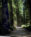 2013-07-05, 017, Road thru Jedediah Smith Redwoods SP, CA